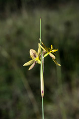 Sisyrinchium pringlei