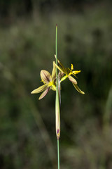 Sisyrinchium pringlei