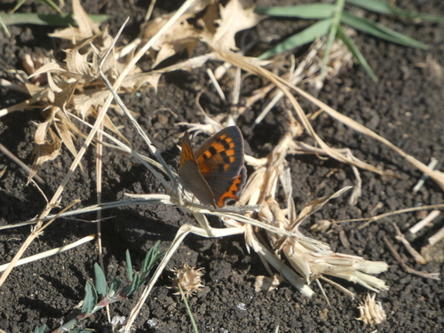 Small Copper