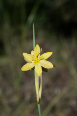 Sisyrinchium pringlei
