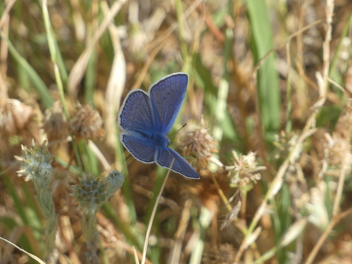 Common Blue