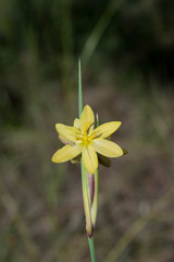 Sisyrinchium pringlei