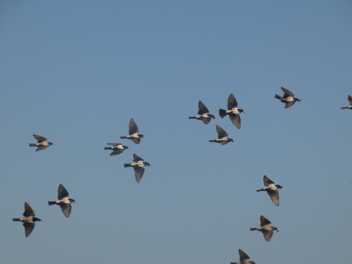 Rosy Starling