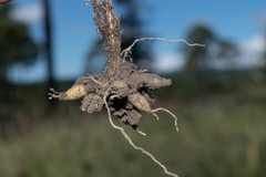 Sisyrinchium pringlei