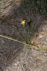 Sisyrinchium pringlei