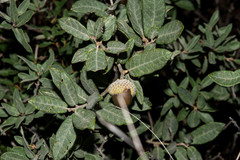Quercus striatula
