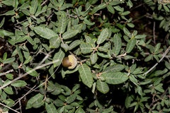 Quercus striatula