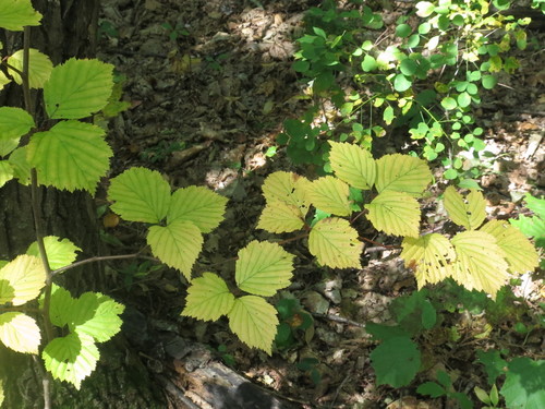 Image of Alniaria alnifolia by (c) Repina Tatyana, some rights reserved (CC BY)