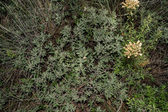 Quercus striatula