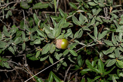 Quercus striatula