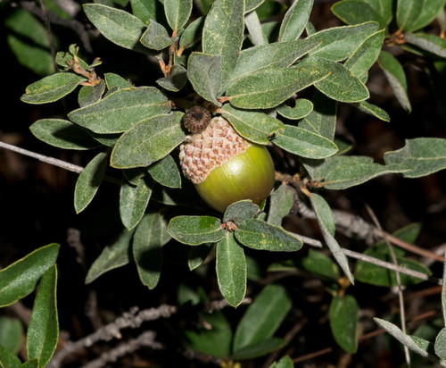 Quercus striatula Trel.