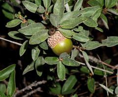 Quercus striatula
