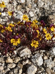 Erythranthe barbata