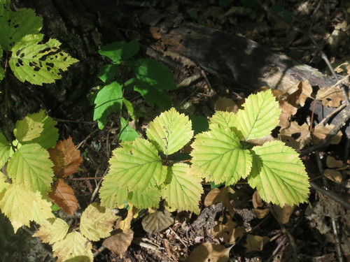 Image of Alniaria alnifolia by (c) Repina Tatyana, some rights reserved (CC BY)
