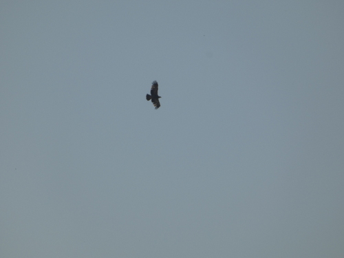 Lesser Spotted Eagle