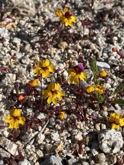 Erythranthe barbata