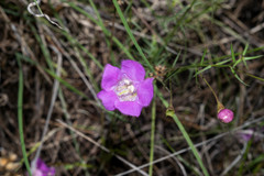 Agalinis peduncularis
