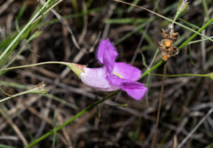 Agalinis peduncularis