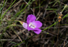 Agalinis peduncularis