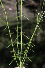 Agalinis peduncularis