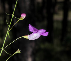 Agalinis peduncularis