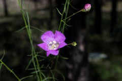 Agalinis peduncularis