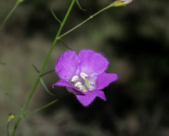 Agalinis peduncularis