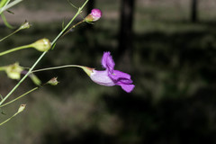 Agalinis peduncularis