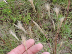 Andropogon ternarius
