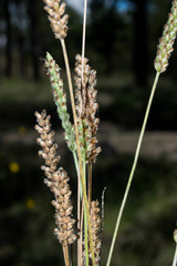Plantago linearis