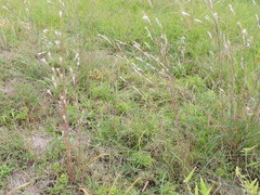 Andropogon ternarius