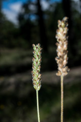 Plantago linearis