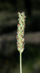 Plantago linearis