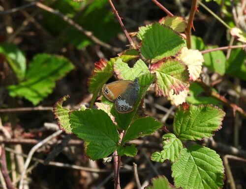 Pearly Heath photo 6