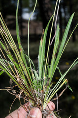 Plantago linearis
