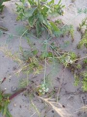 Capnophyllum africanum