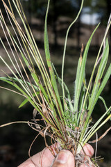 Plantago linearis