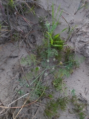 Capnophyllum africanum