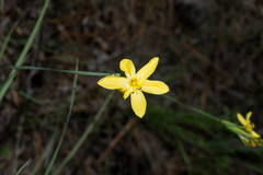 Sisyrinchium pringlei
