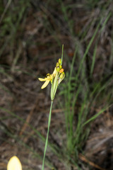Sisyrinchium pringlei