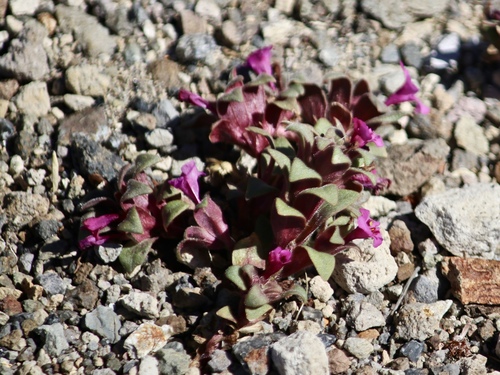 Image of Cascade Monkeyflower (Diplacus cascadensis) by (c) Cheryl McCleary-Catalano, some rights reserved (CC BY)
