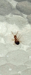 Stricticomus tobias