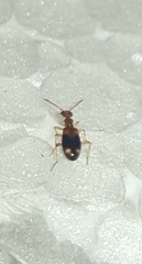 Stricticomus tobias
