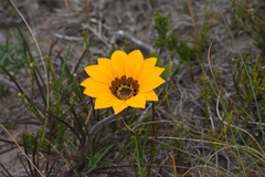 Gazania ciliaris