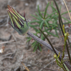 Gazania ciliaris