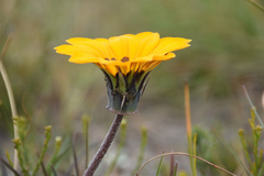 Gazania ciliaris