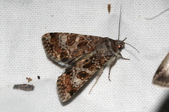 Heliothis punctifera