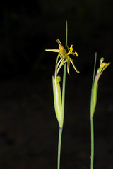 Sisyrinchium pringlei