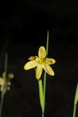 Sisyrinchium pringlei