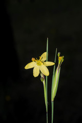 Sisyrinchium pringlei